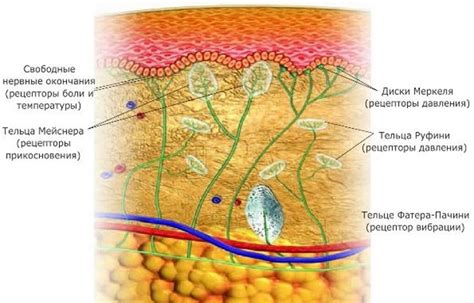 Функции рецепторов давления в коже