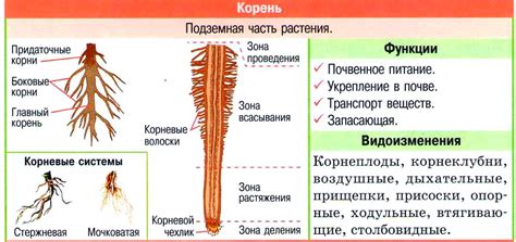 Функции ризоидов и корней в растении