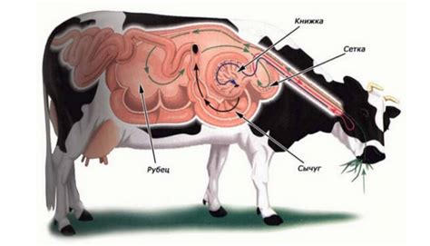 Функции рубца у коров