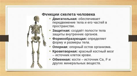 Функции скелета у человека и млекопитающих