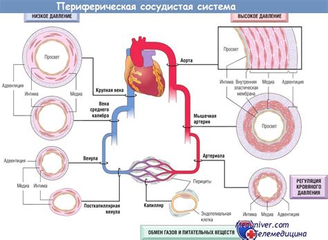 Функции сосудов в зрительных органах