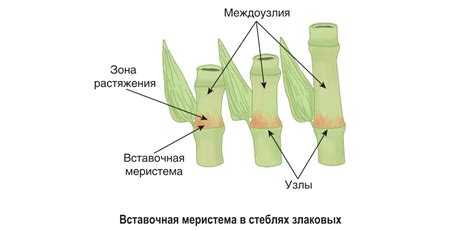 Функции спинок на иголках растений