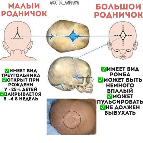 Функции темечка