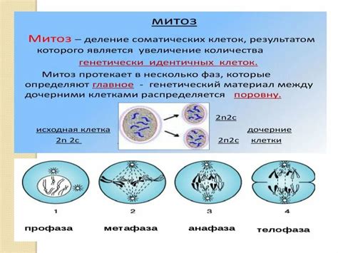 Функции центриолей в митозе и мейозе