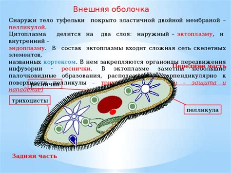 Функции эктоплазмы у инфузории туфельки