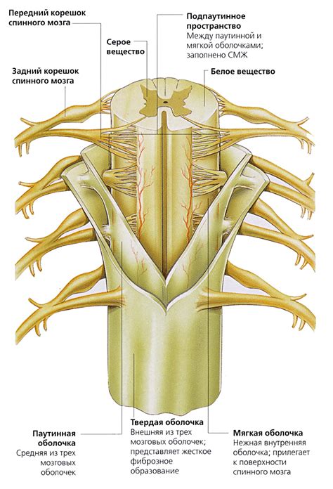 Функциональная единица спинного мозга: анатомическое строение