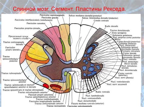 Функциональная единица спинного мозга: механизмы деятельности