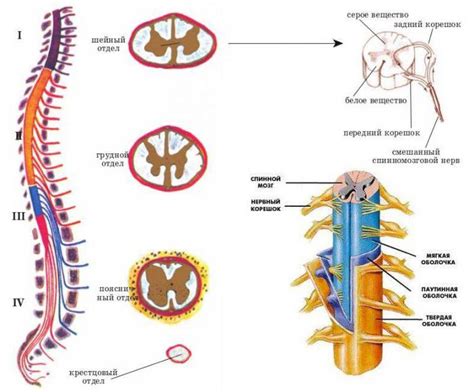 Функциональная единица спинного мозга: роль в передаче сигналов