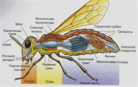 Функциональное устройство крыльев мухи