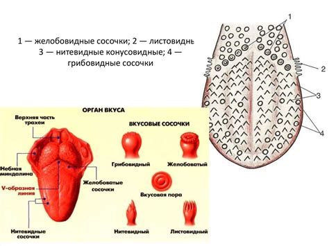 Функциональные особенности адвентициальной оболочки