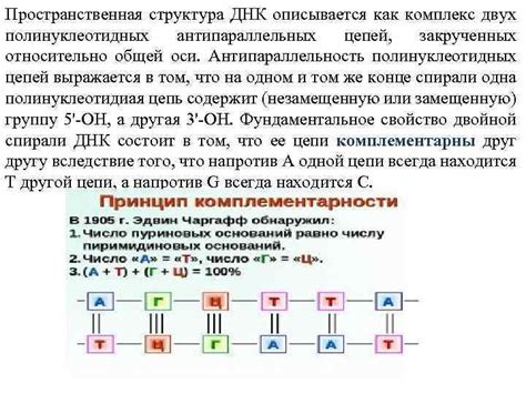 Функциональные особенности антипараллельных цепей