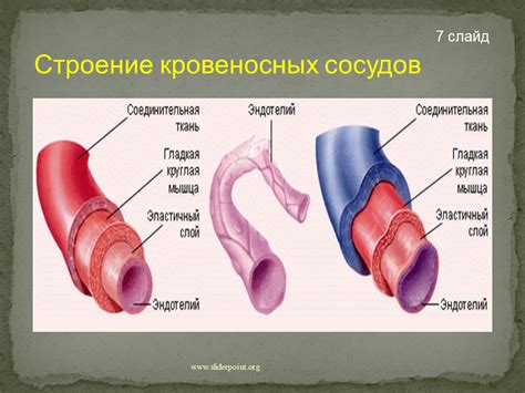 Функционирование кровеносных сосудов