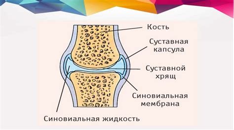 Функция суставов при движении