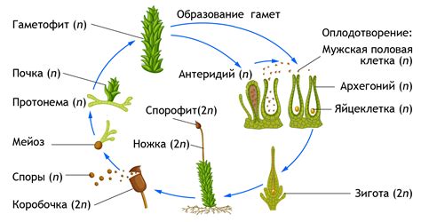 Характеристики сфагнума