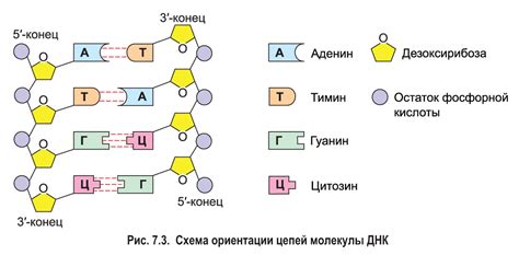 Химическое связывание цепей ДНК