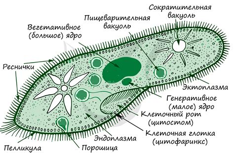 Циста у инфузории туфельки