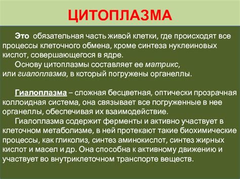 Цитоплазма: поле активного клеточного обмена