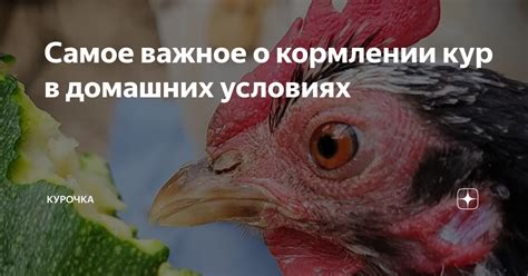 Чего избегать при кормлении кур арбузом