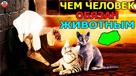 Человек в исламе и животные