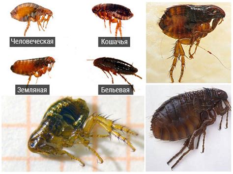 Чем привлекают блохи