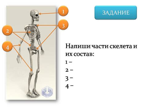 Число костей в скелете человека и млекопитающих