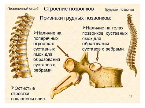 Число позвонков и их особенности