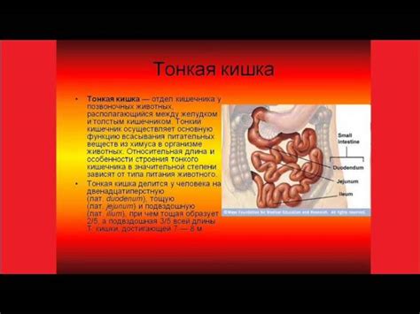 Чревовещание: процесс переваривания