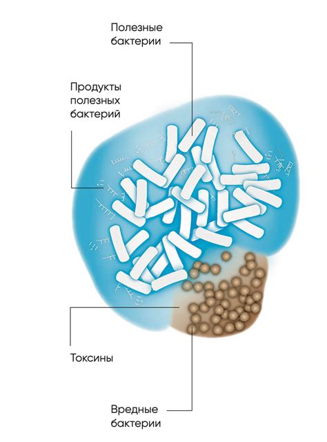 Чревовещание: роль полезных бактерий