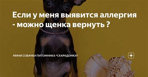 Что делать, если владелец отказывается вернуть щенка