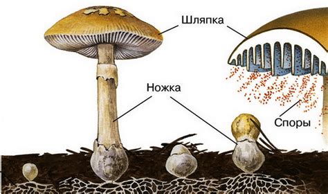 Что значит потемнение грибов и каковы его причины