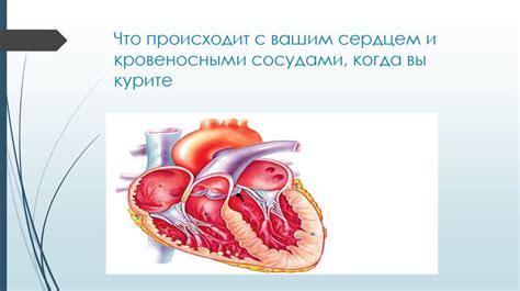 Что происходит с кровеносными сосудами