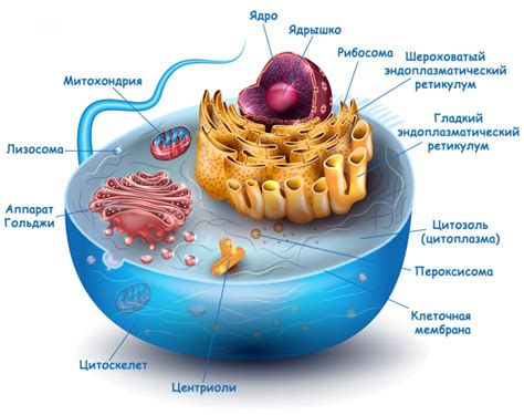 Что такое клетка