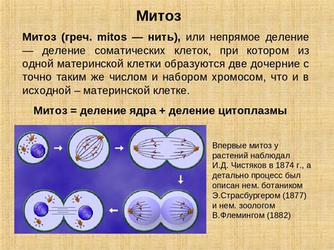 Что такое митоз: основное понятие и принцип работы