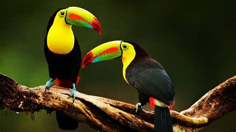 Шаг 2: Распаковка устройства Toucan bird