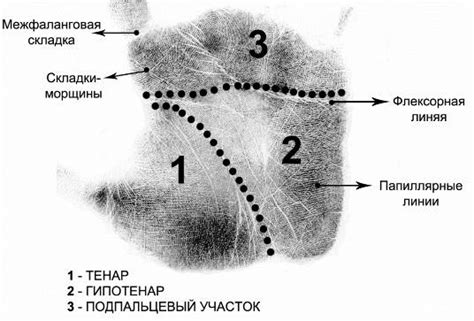 Шаг 4: Отделение кожного покрова