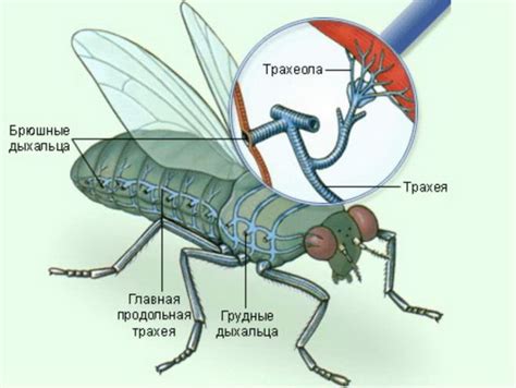 Шаг 4: формирование тела и крыльев мухи