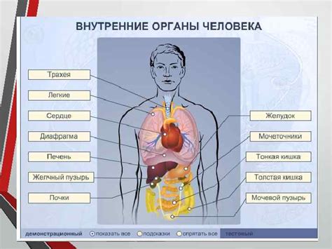 Шаг 5: Просмотр внутренних органов