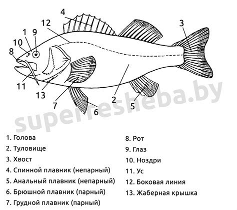 Щука и ее мощный хвост: приспособления к активному образу жизни