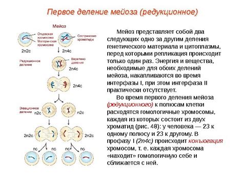 Эволюционная значимость мейоза: примеры адаптации