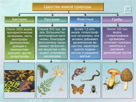 Эволюционная перспектива