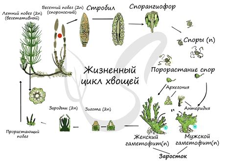 Эволюционное развитие корней хвощей и плаунов