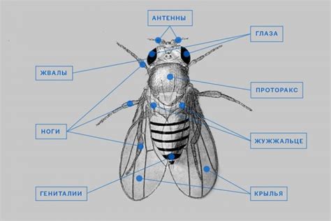 Эволюционные адаптации мухи для маневрирования