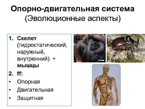 Эволюционные аспекты зова цикад