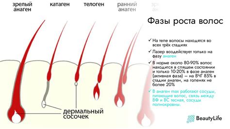 Эволюционные аспекты роста волос