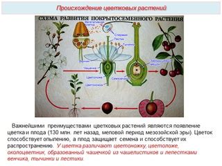 Эволюционные преимущества полового размножения