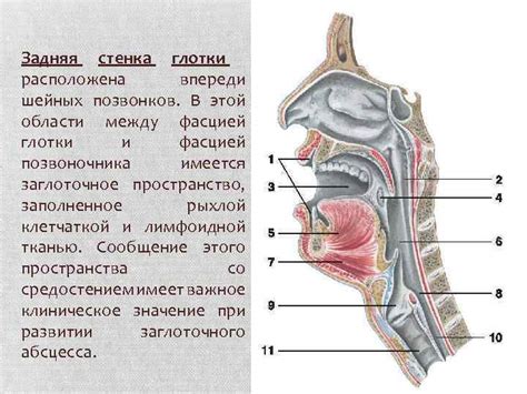 Эволюционные процессы и анатомия глотки