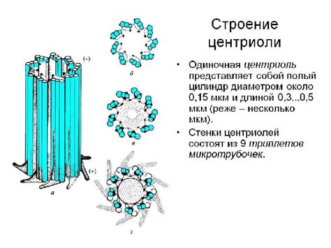 Эволюционный аспект происхождения центриолей в клетках