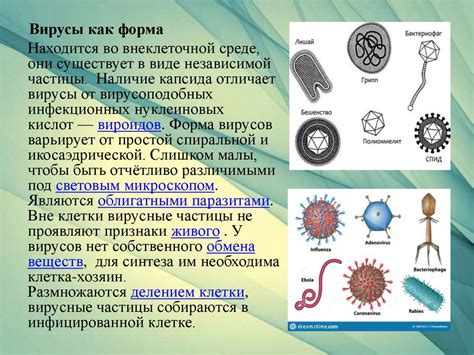 Эволюция вирусов в окружении питательных сред: познавая неизведанные грани приспособляемости