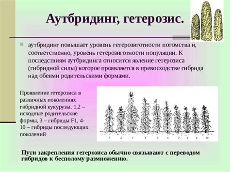 Эволюция гетерозиса в популяции