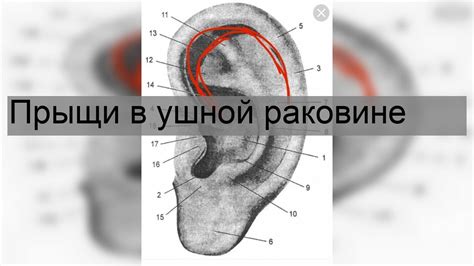 Эволюция значимости украшения в ушной раковине в культуре цыган